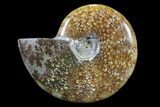 Polished, Agatized Ammonite (Cleoniceras) - Madagascar #88069-1